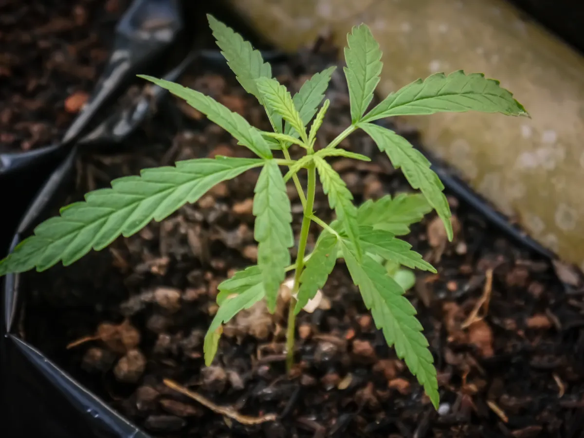 The Importance of Soil Health in Agriculture
