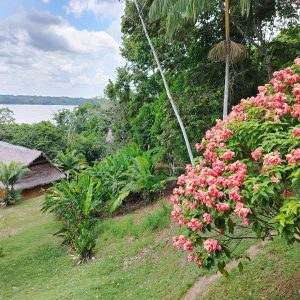 5 Days Ayahuasca Peru Healing Retreat