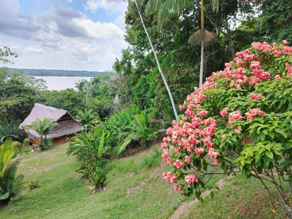 5 Days Ayahuasca Peru Healing Retreat