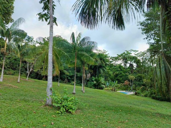 5 Days Ayahuasca Peru Healing Retreat - Image 3