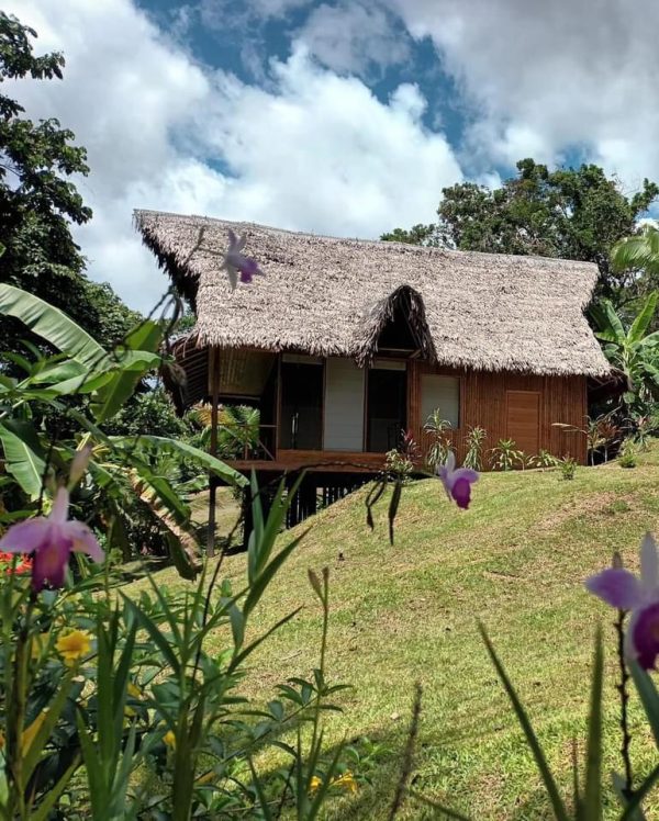 8 Day Ayahuasca and San Pedro Healing Retreat in Peru